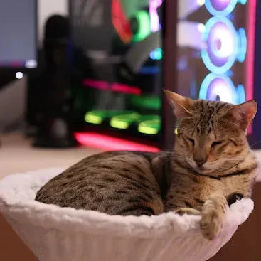 The Loften® Pet Hammock